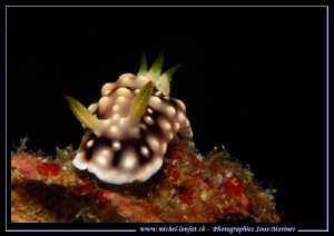 Face to face with this beautiful Nudibranch.... in the wa... by Michel Lonfat 